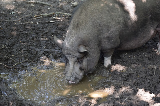 本文将深入 本文将深入