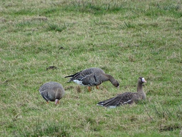 高效防守是 高效防守是